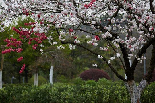 安徽省蕪湖市雕塑公園桃花