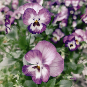 蝴蝶花
