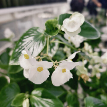 海棠花