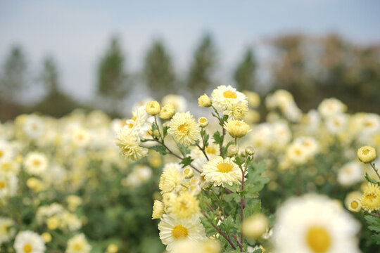 菊花茶胎菊