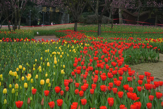 花在遠(yuǎn)中近
