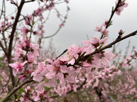 桃花