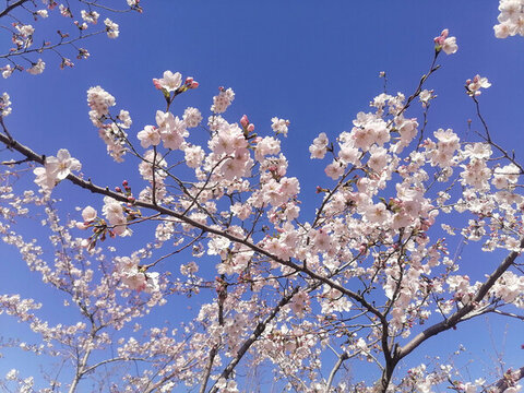 櫻花