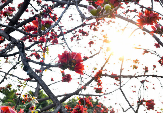 木棉花開(kāi)
