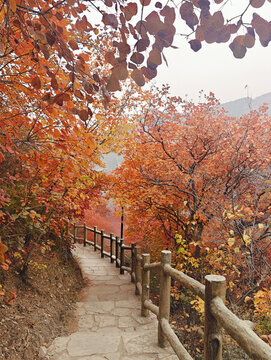 北京坡峰嶺的漫山黃櫨紅葉秋景