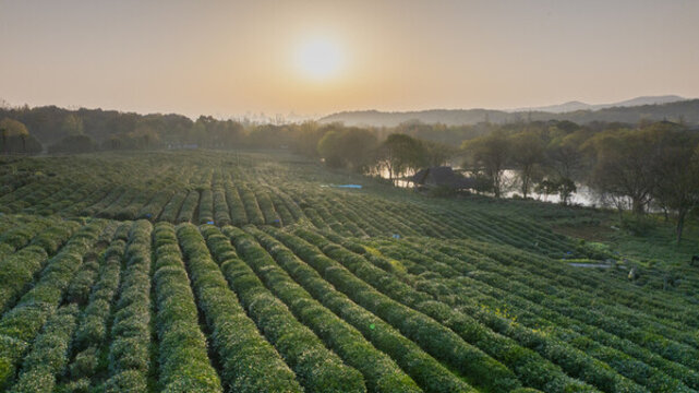 杭州西湖清晨西湖龍井茅家埠茶園