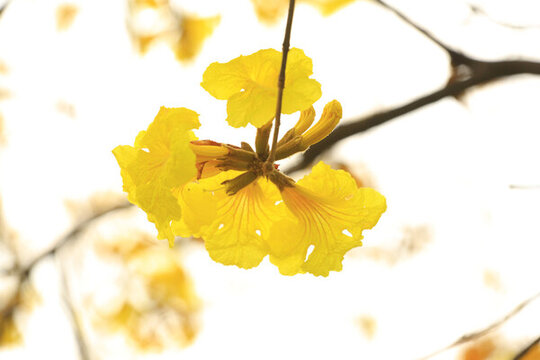 黃花楓林木