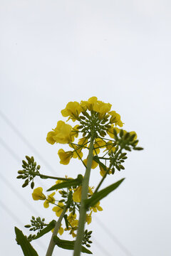 油菜花