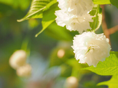 山櫻花