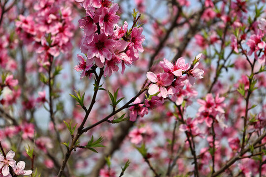 粉色桃花