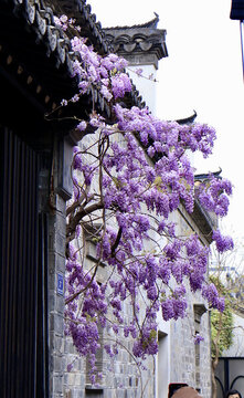 紫藤花