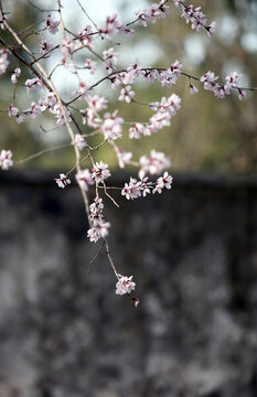 桃花與古建