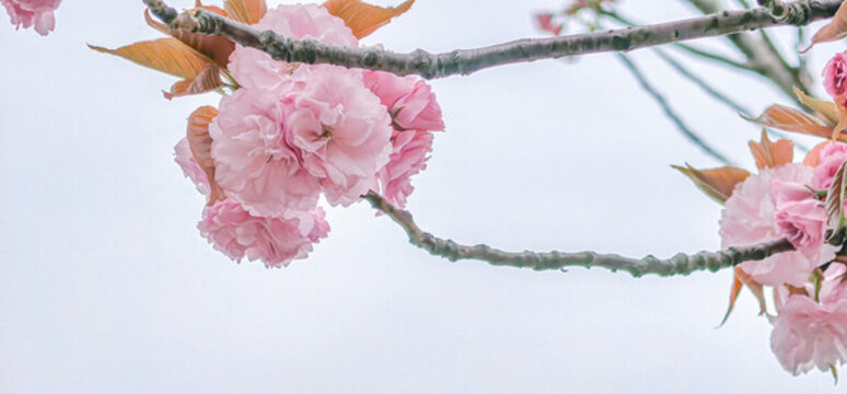 揚(yáng)州運(yùn)河三灣公園春天晚櫻盛開