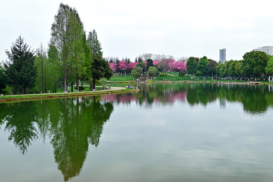 云南大學(xué)呈貢校區(qū)春天風(fēng)景