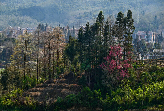 梯田上盛開(kāi)的櫻花
