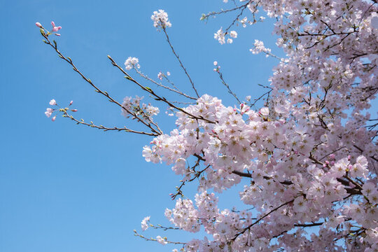 日本旅游舍人公園盛開的櫻花