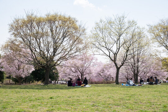日本舍人公園盛開的櫻花