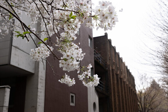 日本東京大學(xué)櫻花圖片