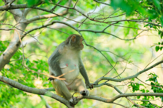 深圳塘朗山野生獼猴