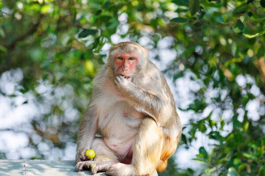 深圳塘朗山野生獼猴