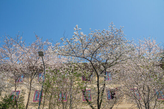 武漢大學(xué)春季櫻花盛開