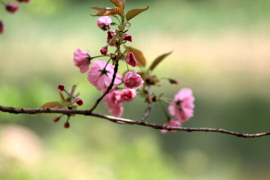櫻花