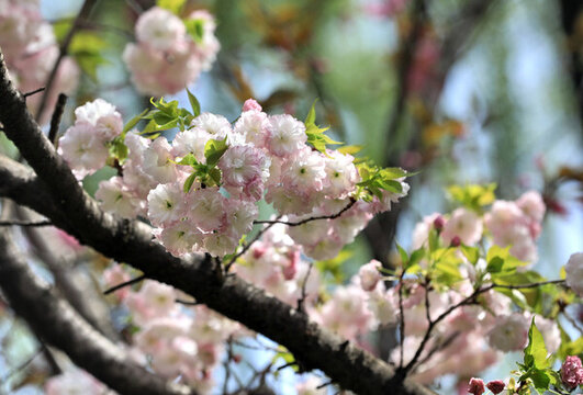 櫻花