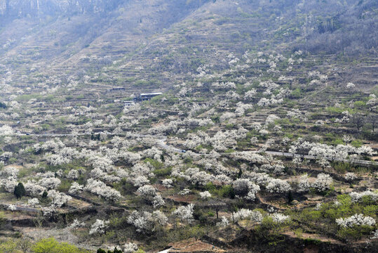 山東臨沂平邑縣觀音山梨花