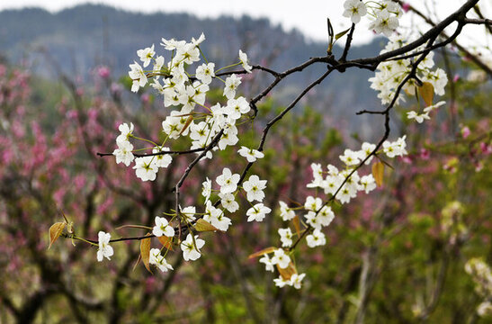 山東臨沂平邑縣九間棚景區(qū)桃花梨花