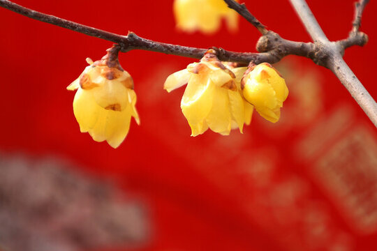 臘梅盛開(kāi)