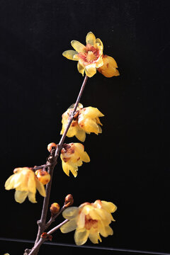 臘梅花盛開(kāi)