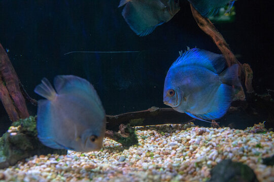 熱帶觀賞魚七彩神仙
