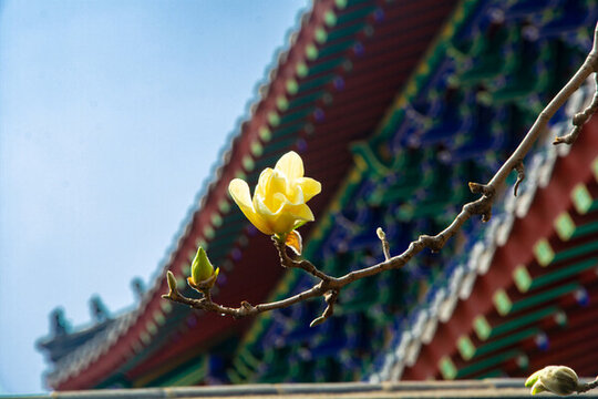 沈陽東塔寺玉蘭花