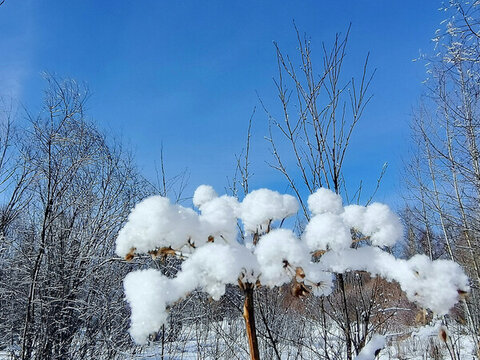 大山里的春雪