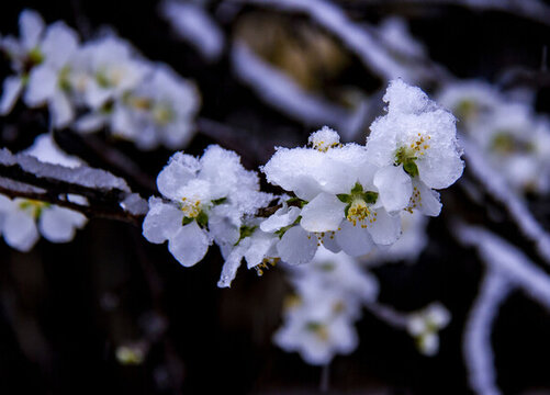 雪中花盛開