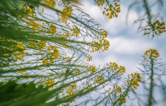 增城絲苗米稻田公園油菜花