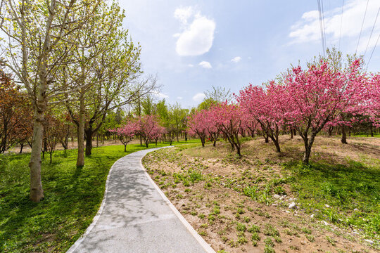 春天公園里的自然風(fēng)光美景