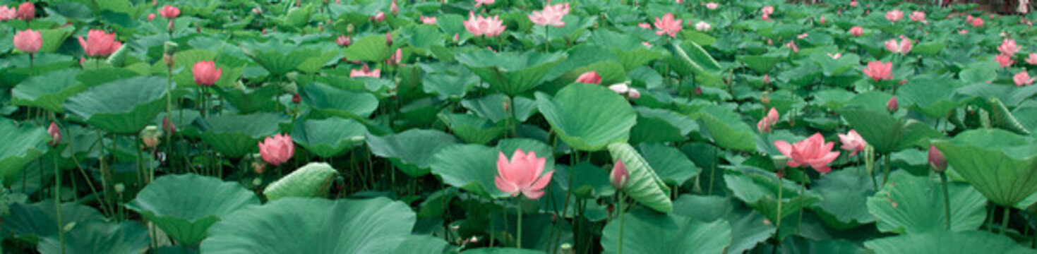 夏日荷花綻放