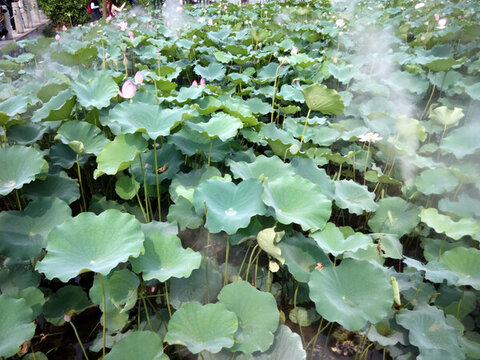 荷花