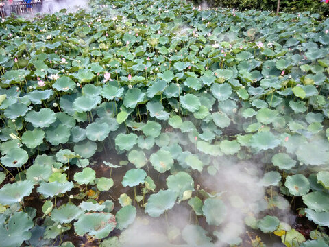 荷花