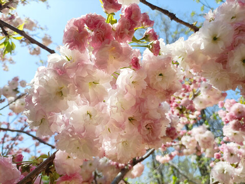 櫻花