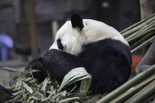 正在吃竹子的大熊貓
