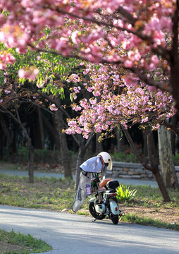 日照櫻花園