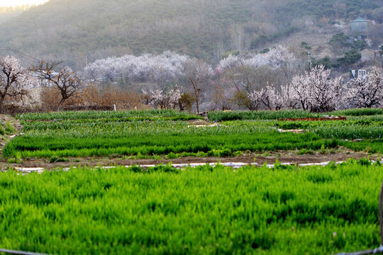 山村杏花開(kāi)