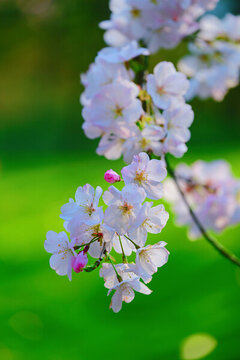 櫻花
