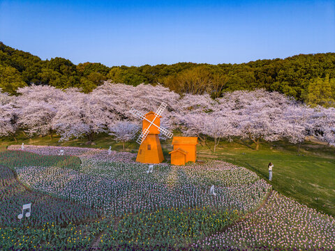 蘇州上方山櫻花林