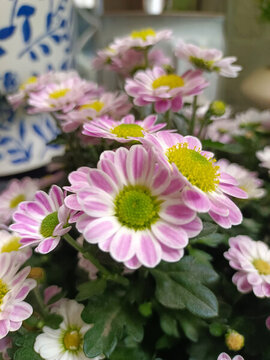 小雛菊