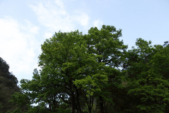 楓樹林