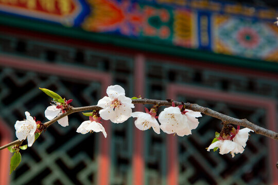 春天古建桃花開