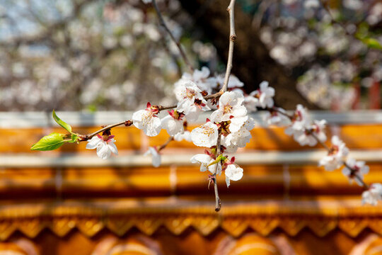 春天古建桃花開